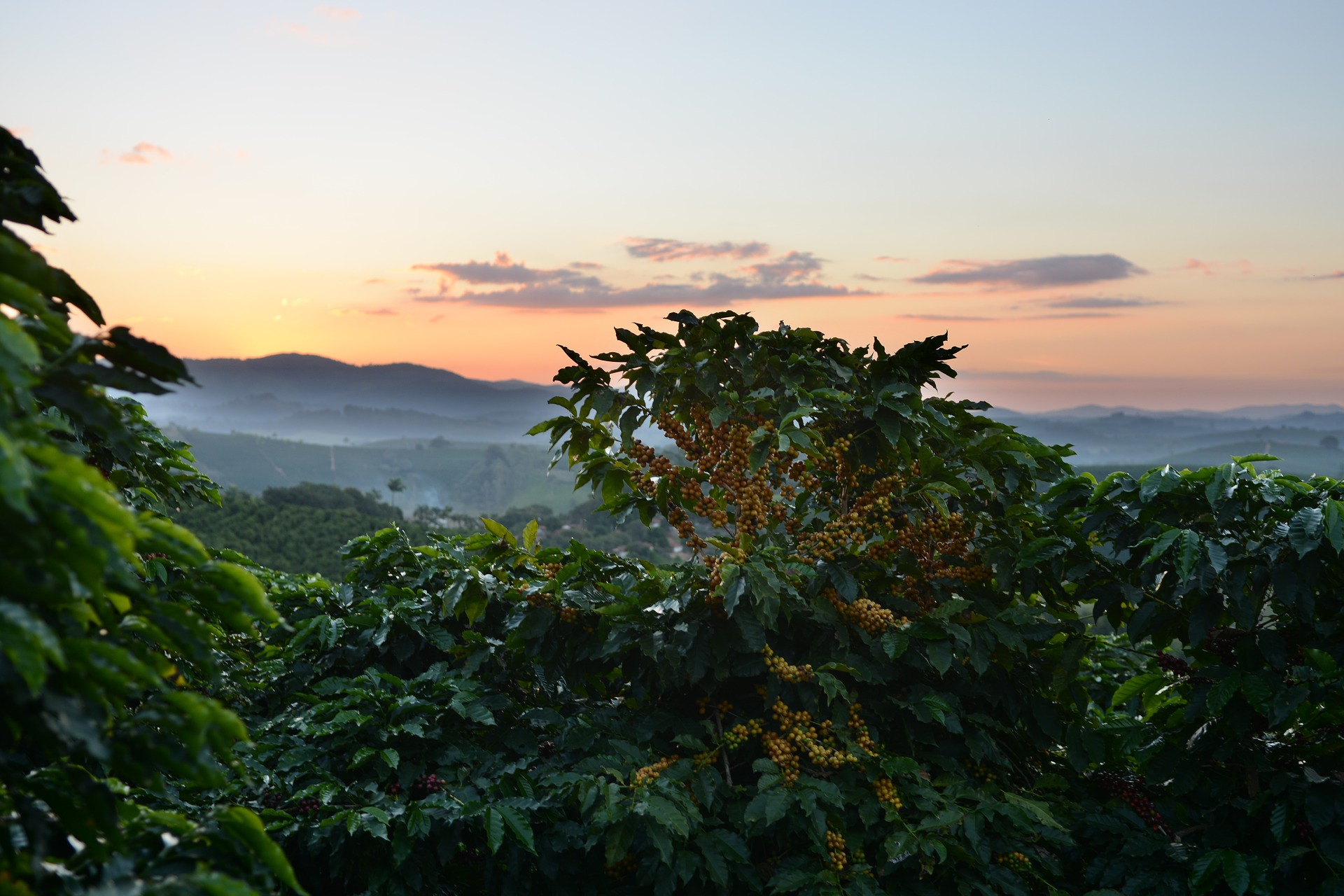 Coffee plantations in Hawaii