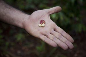 Raw coffee beans