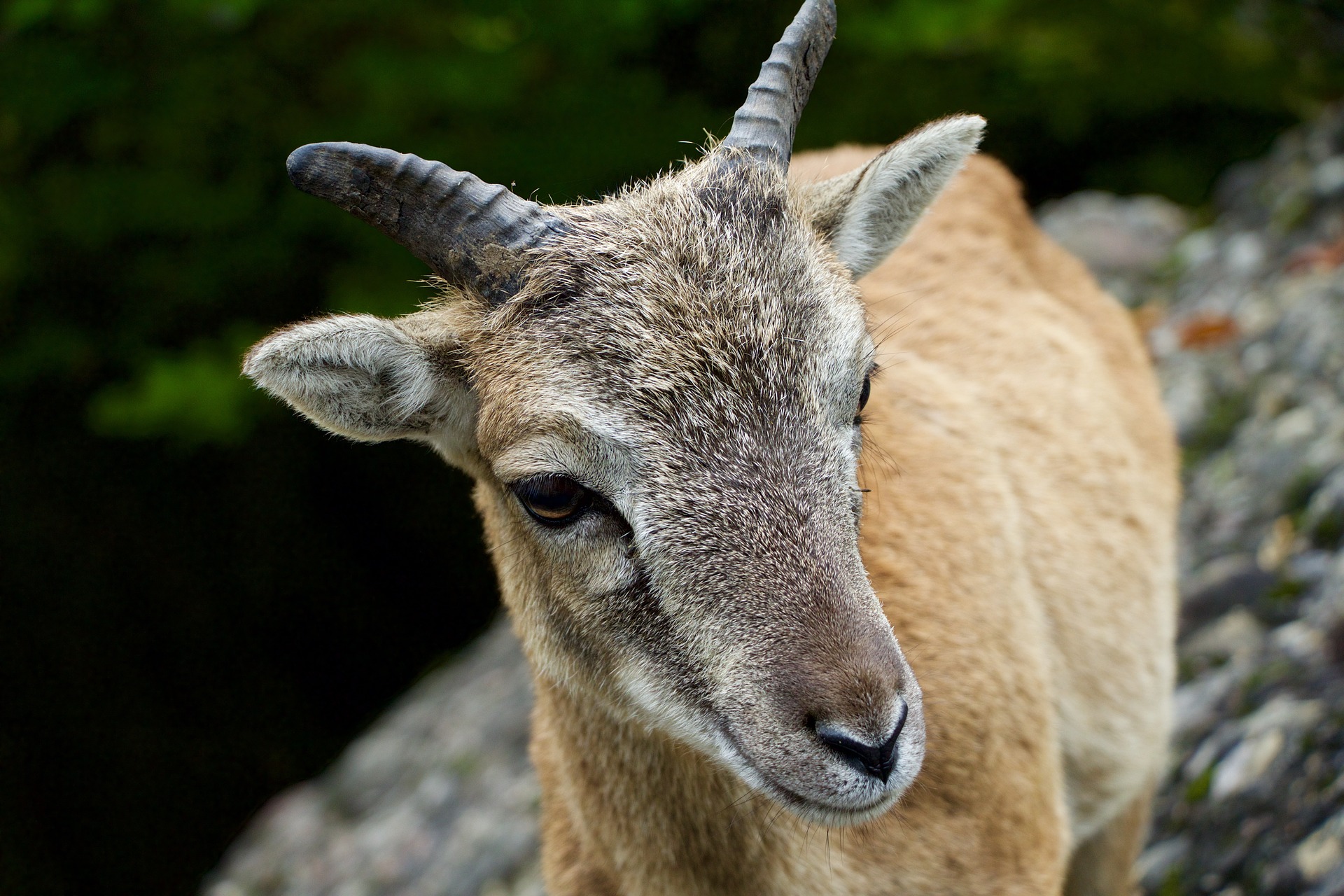 A goat on the rocks