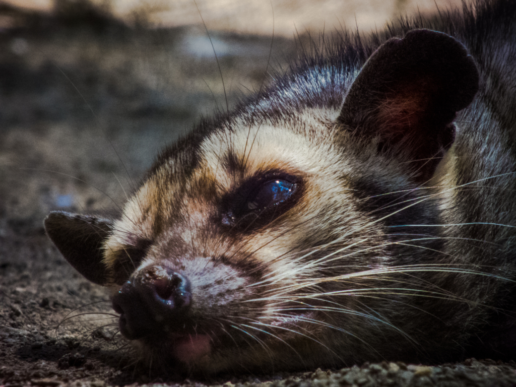 Asian palm civet