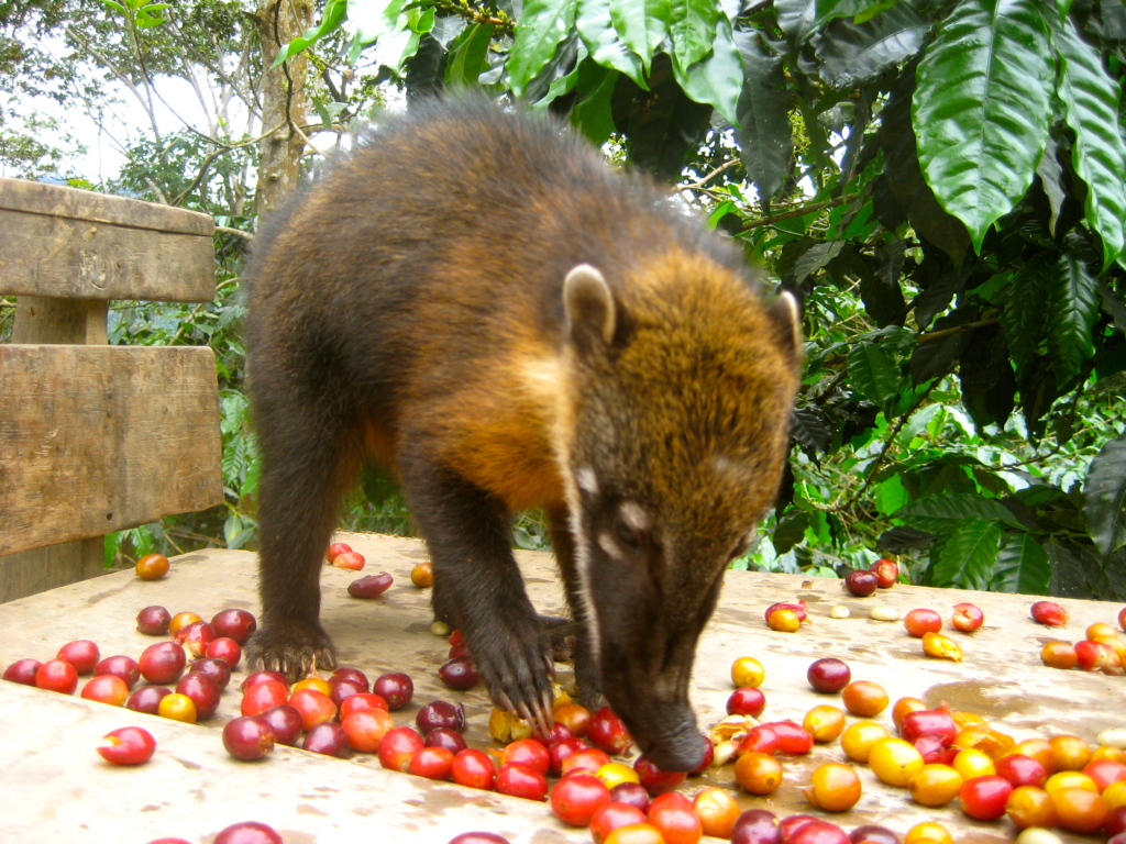 Asian palm civet eating coffee beans Cafeflavour all