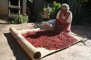 Sorting the coffee beans