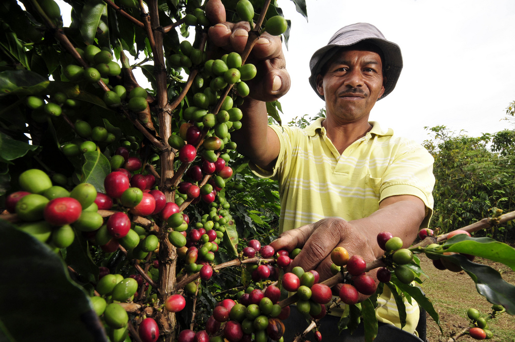 Coffee production in Mexico