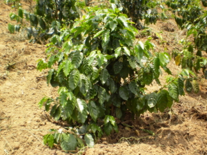 Coffee tree Arabica