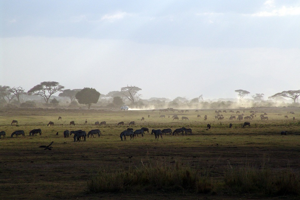 zebra kenya