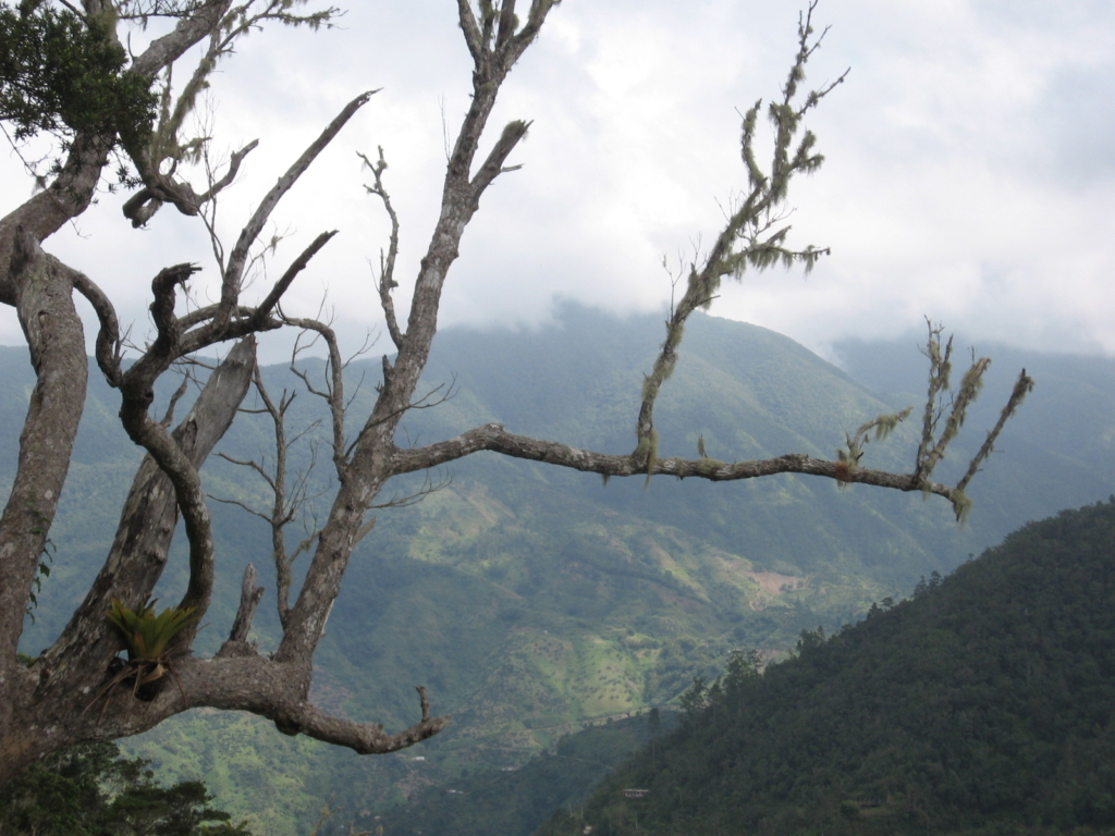 Blue Mountains in Jamaica